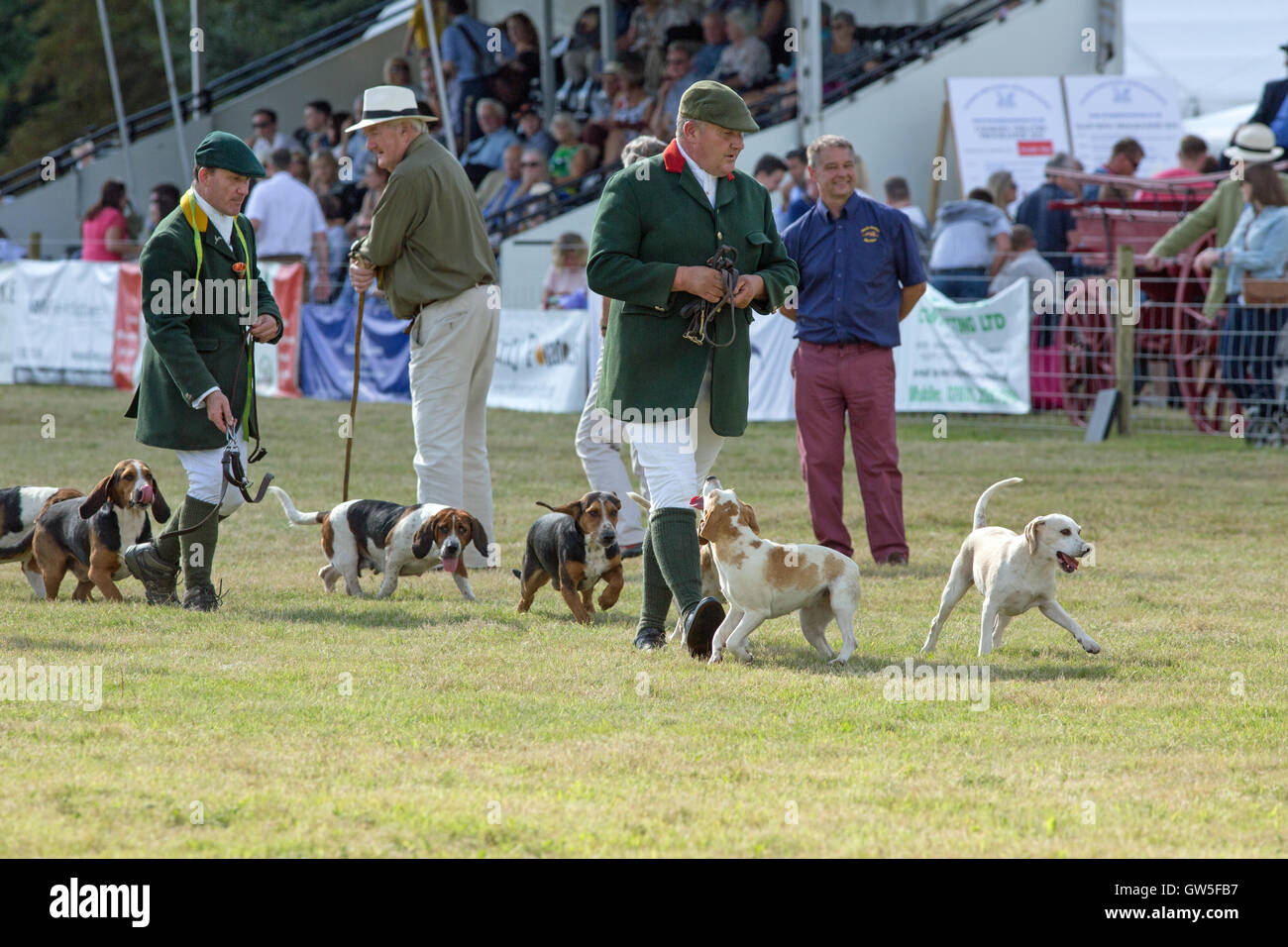 Basset Hounds links und rechts, Harriers (Canis Lupus Familiaris). Lasttiere gezüchtet, um braune Hasen (Lepus Europaeus) zu jagen. Stockfoto