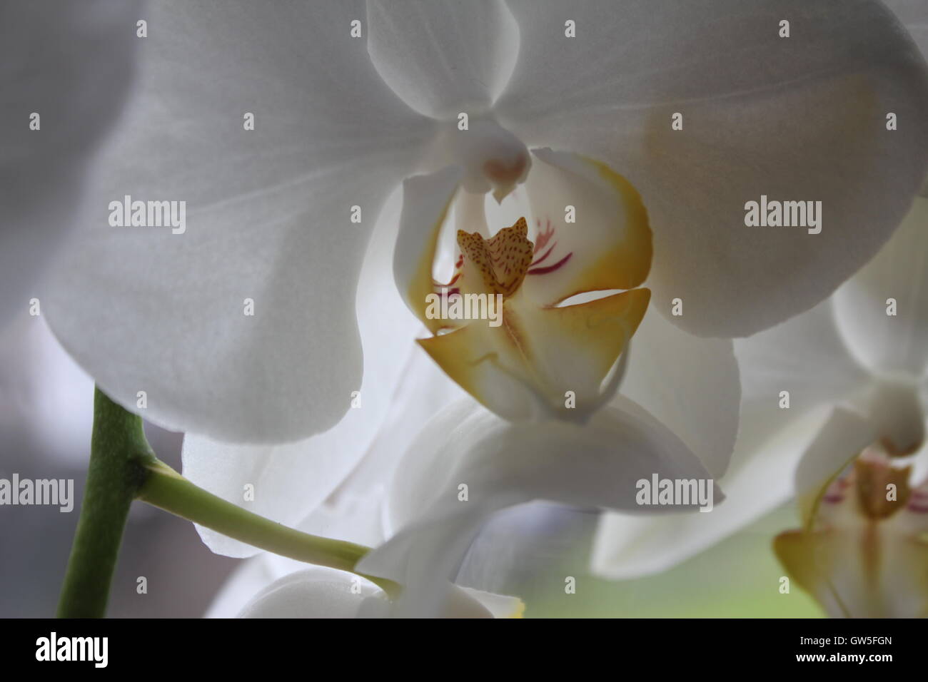Orchidee, weiß mit Orangen und gelben Zentrum, atemberaubende Stockfoto