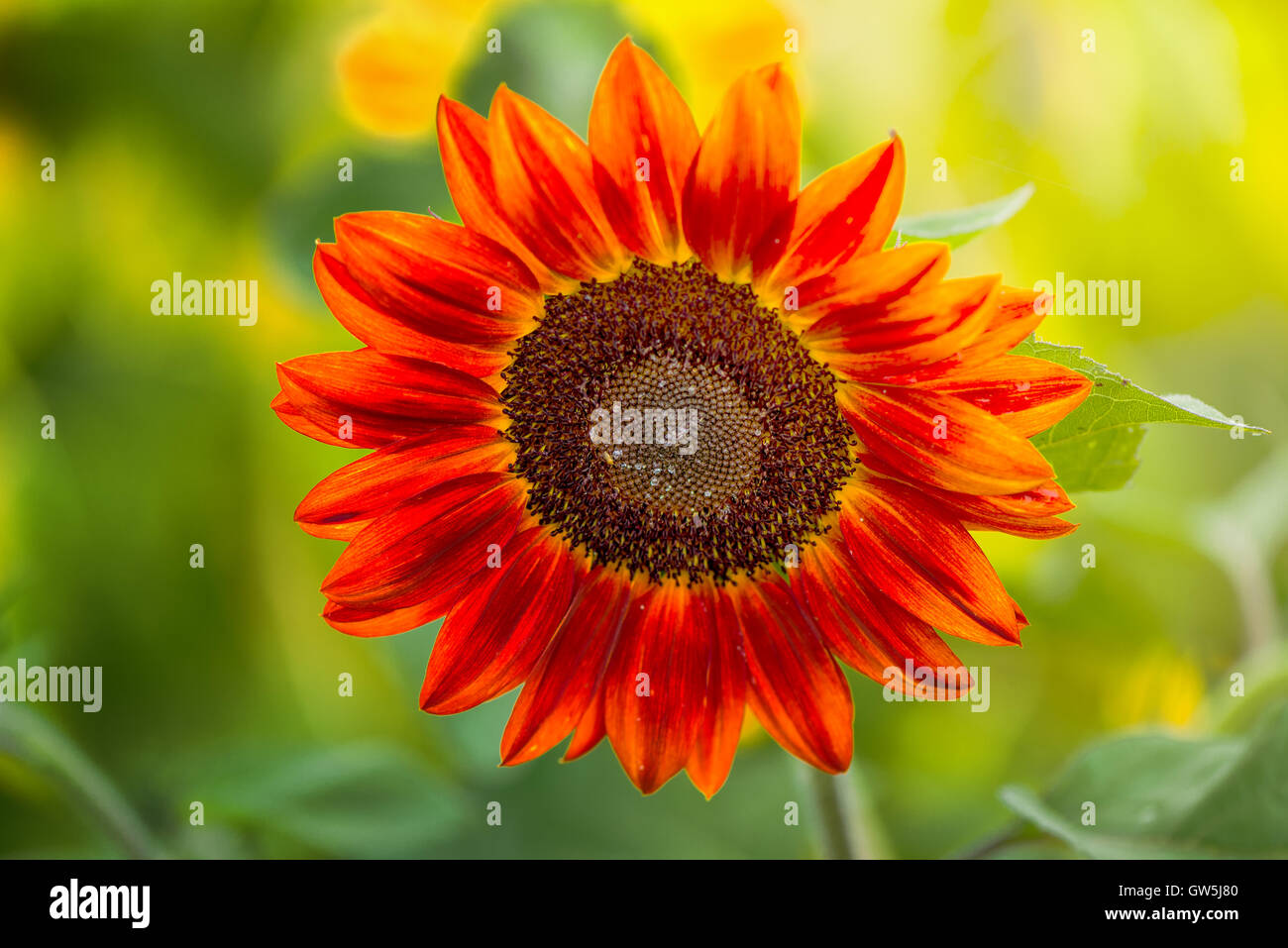 Rote Sonnenblumen blühen im bebauten Gebiet Stockfoto