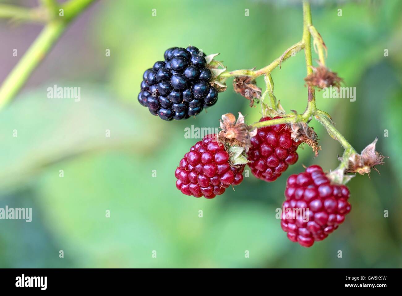 Brombeeren im Garten Stockfoto