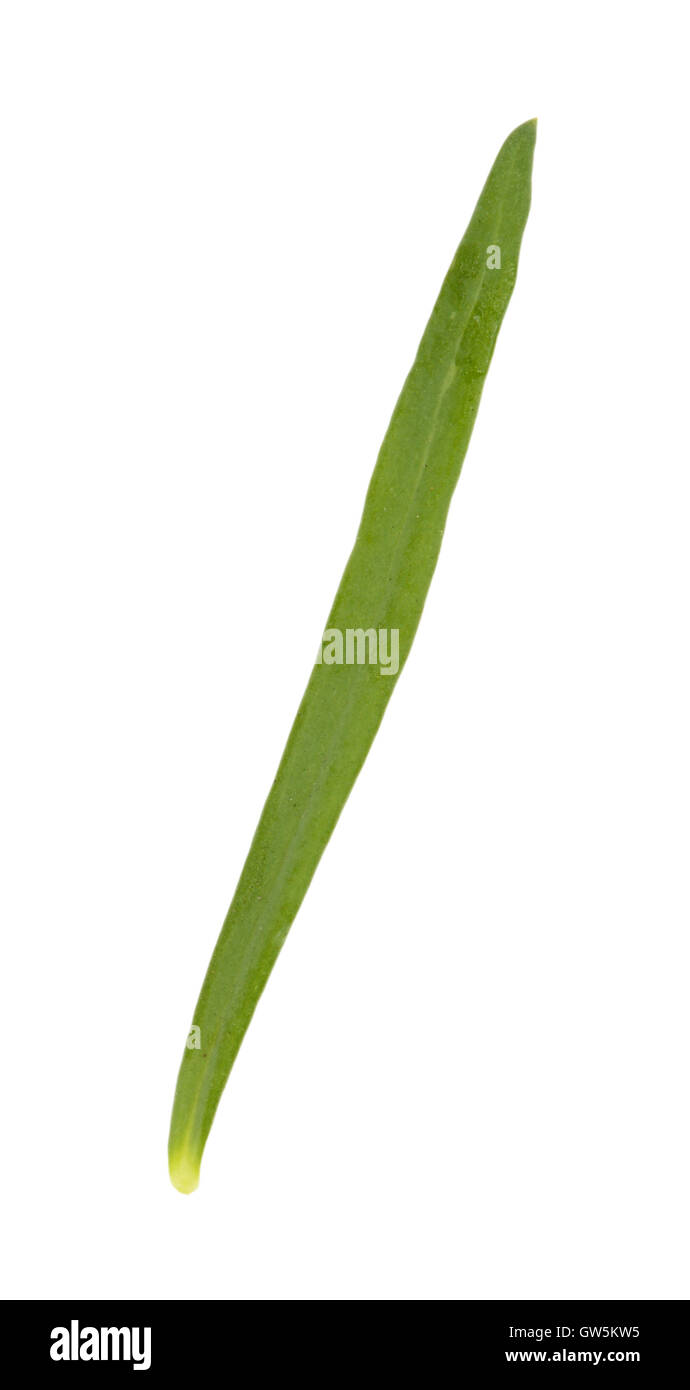 Gemeinsamen Leinkraut - Linaria vulgaris Stockfoto