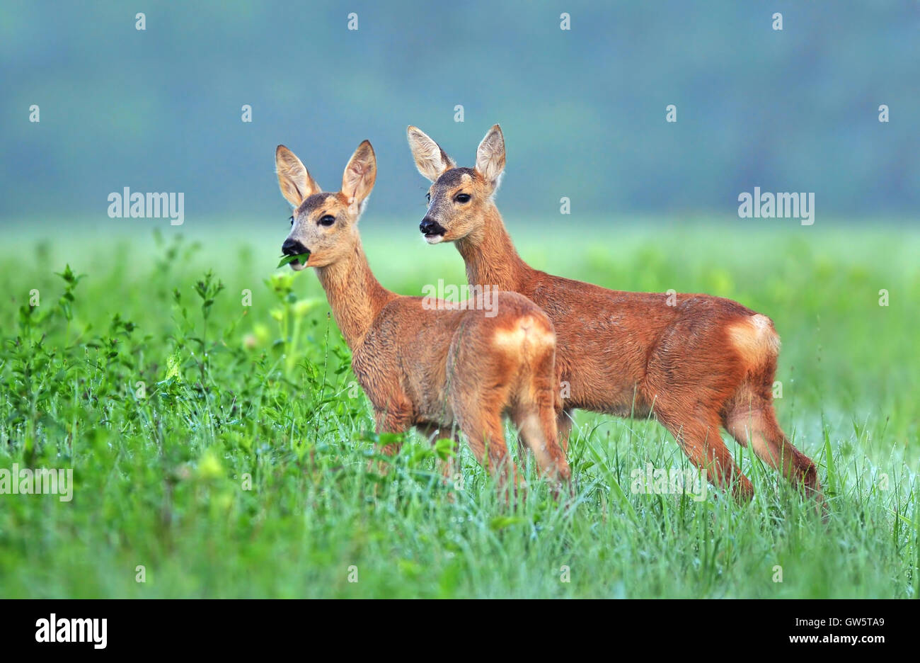 Zwei Rehe jungen in einem Feld Stockfoto