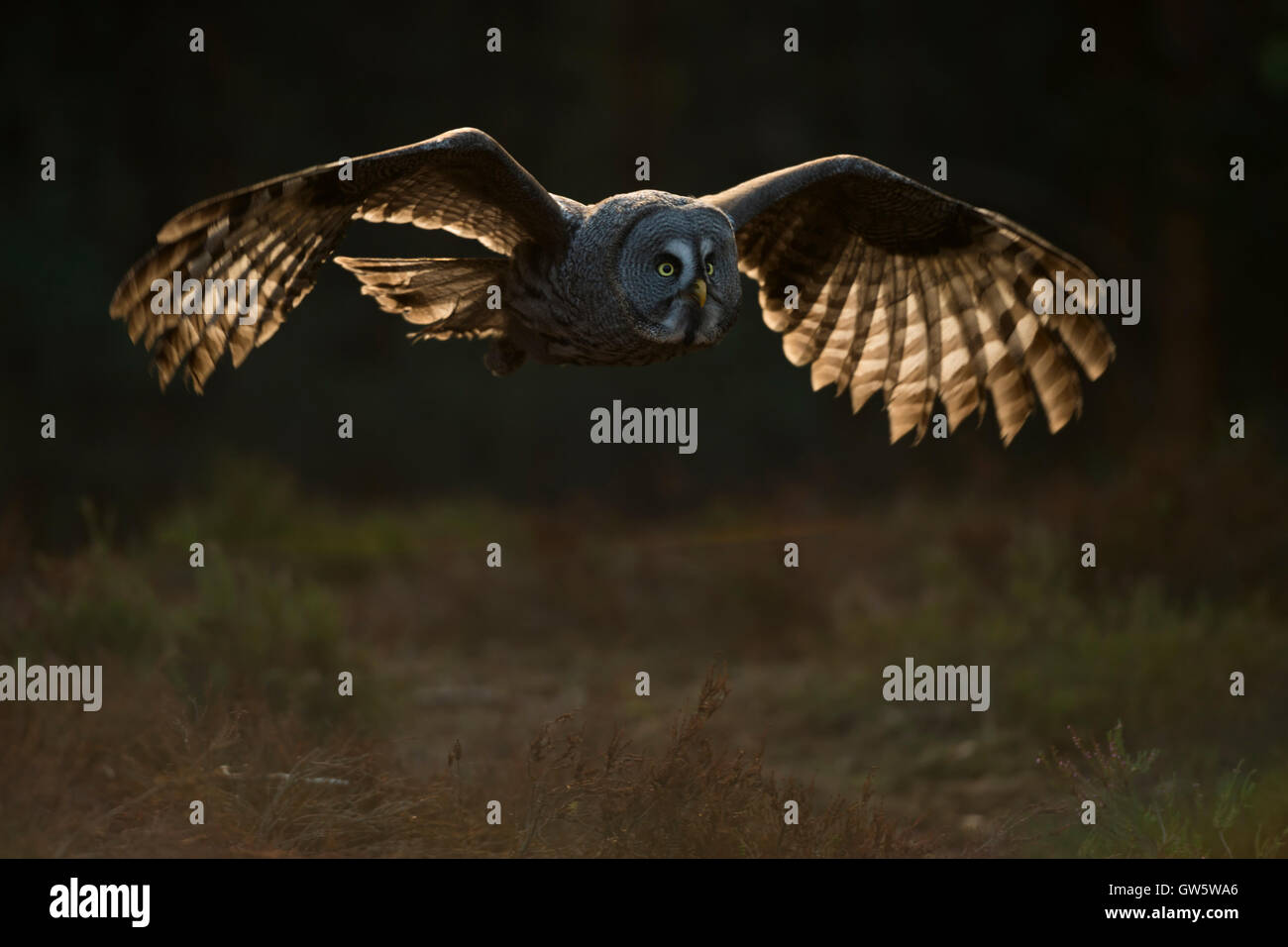Große graue Eulen / Bartkauz (Strix nebulosa) in seinem lautlosen Flug, schöne Hinterleuchtung durch die Flügel, typisch für Europa. Stockfoto