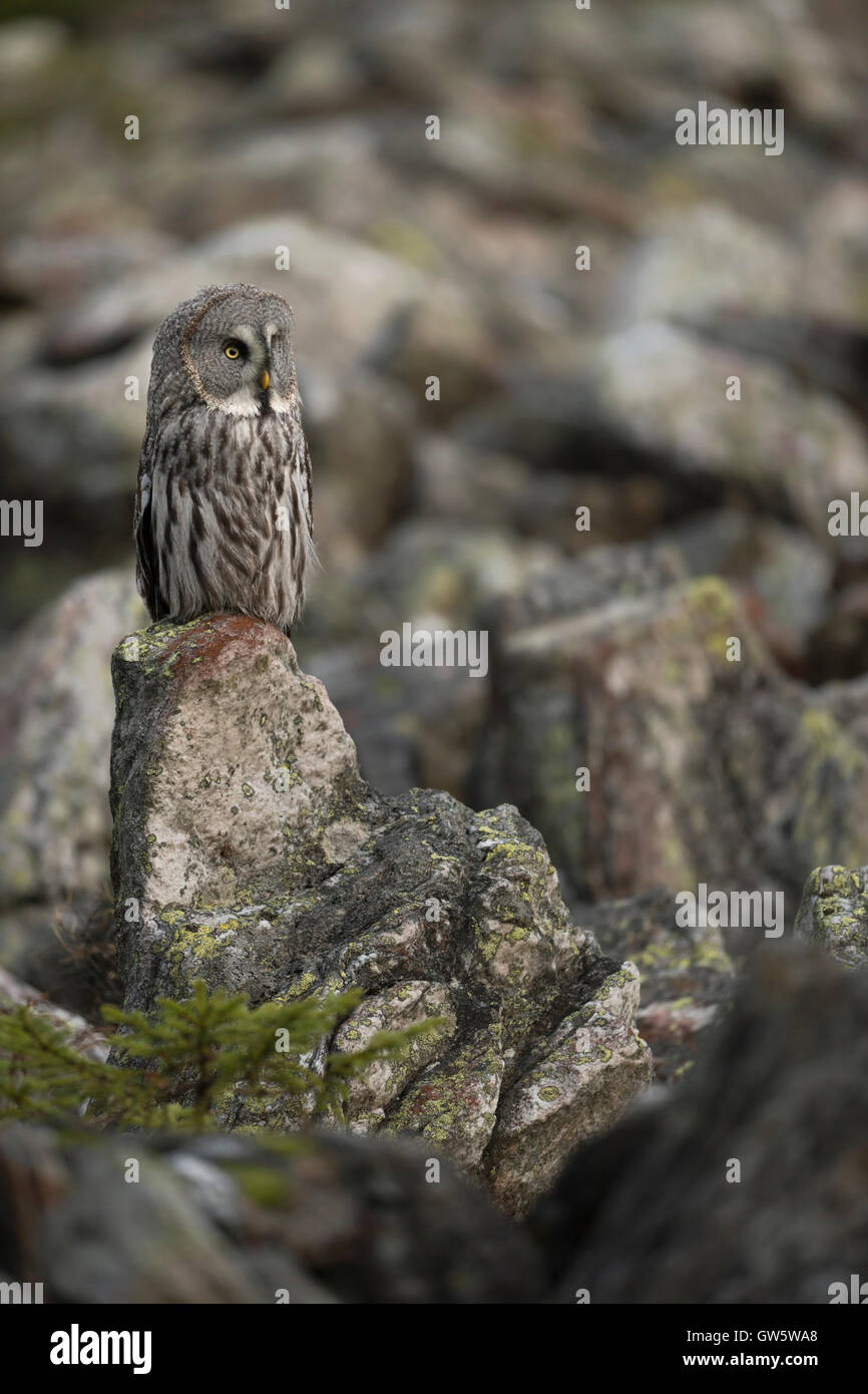 Grauauze / Bartkauz ( Strix nebulosa ) auf einem freiliegenden Felsen in seinem typischen offenen Lebensraum, Tiefland, felsigen Gebiet, Europa. Stockfoto