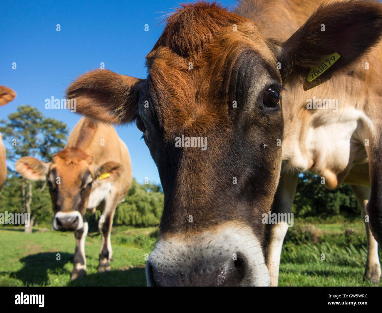 Grass gefüttert Kühe in einem Feld im Sommer Stockfoto