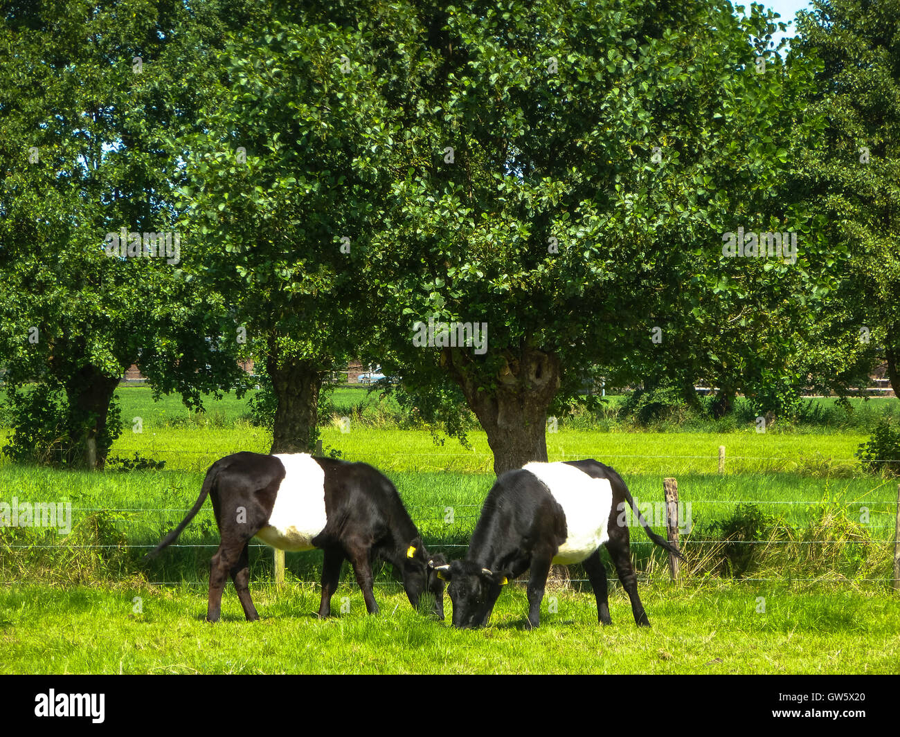 Lakenfelder Kühe auf der Wiese im Krimpenerwaard holland Stockfoto