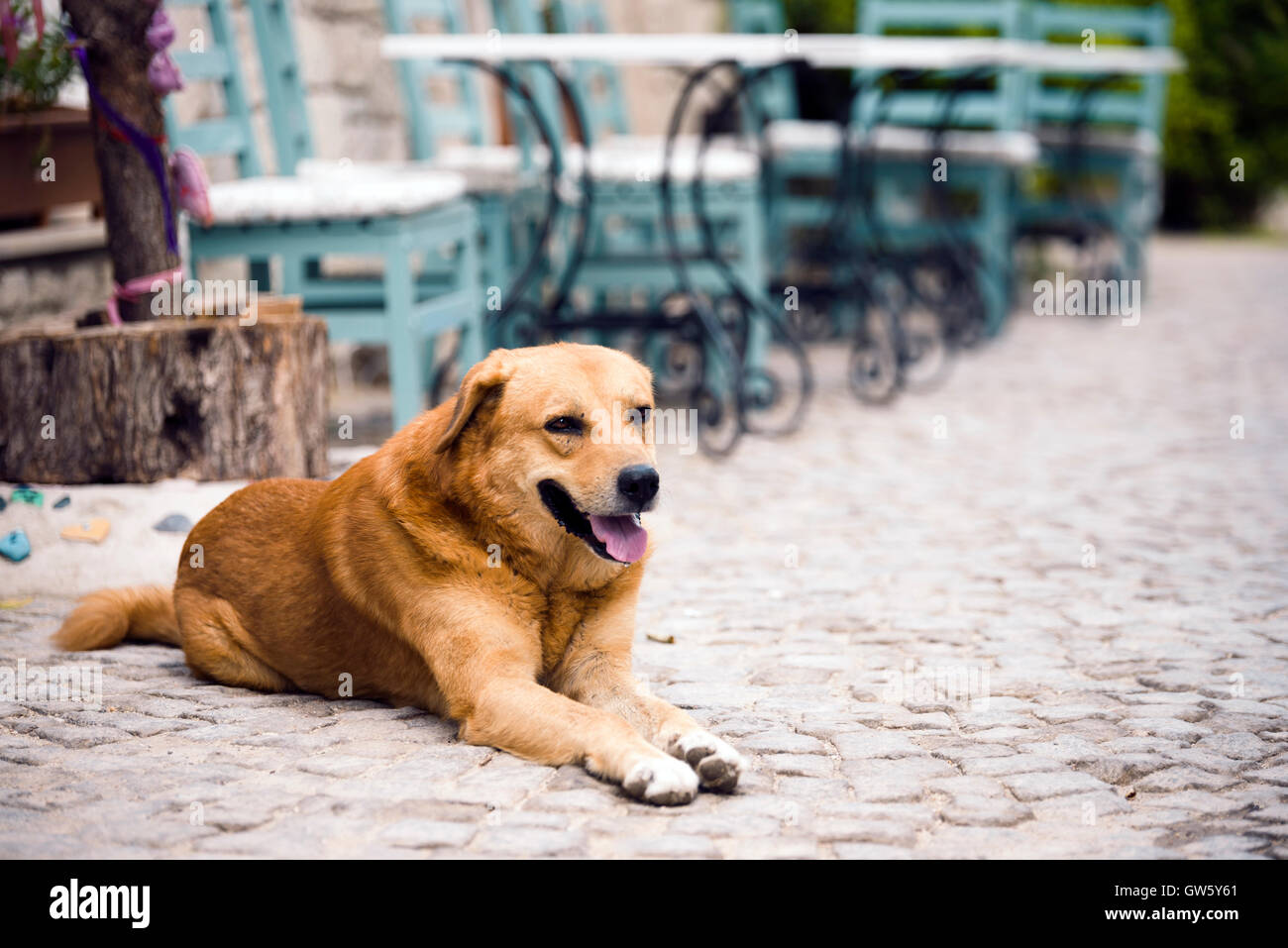 Gelbe Haushund auf der Straße liegend. Stockfoto