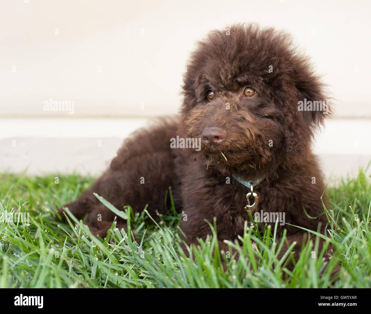 Schoko Labradoodle Welpen Hund liegt auf dem Rasen.  Ein Labradoodle ist eine Kreuzung zwischen einem Pudel und ein Labrador Retriever. Stockfoto