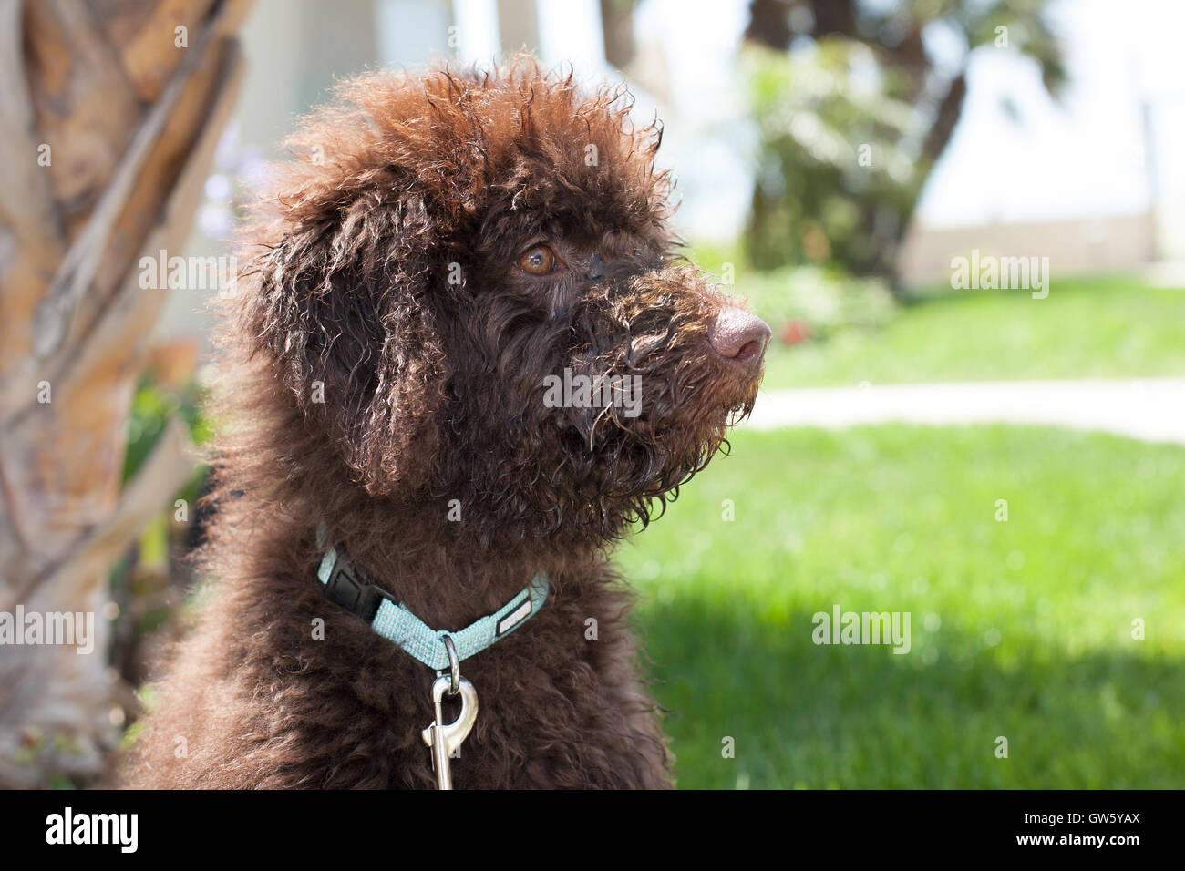 Schoko Labradoodle Welpen Hund sitzt auf dem Rasen. Er hat Schokolade braunen Locken. Er hat einen Höhenplan. Sein Gesicht ist nass Stockfoto