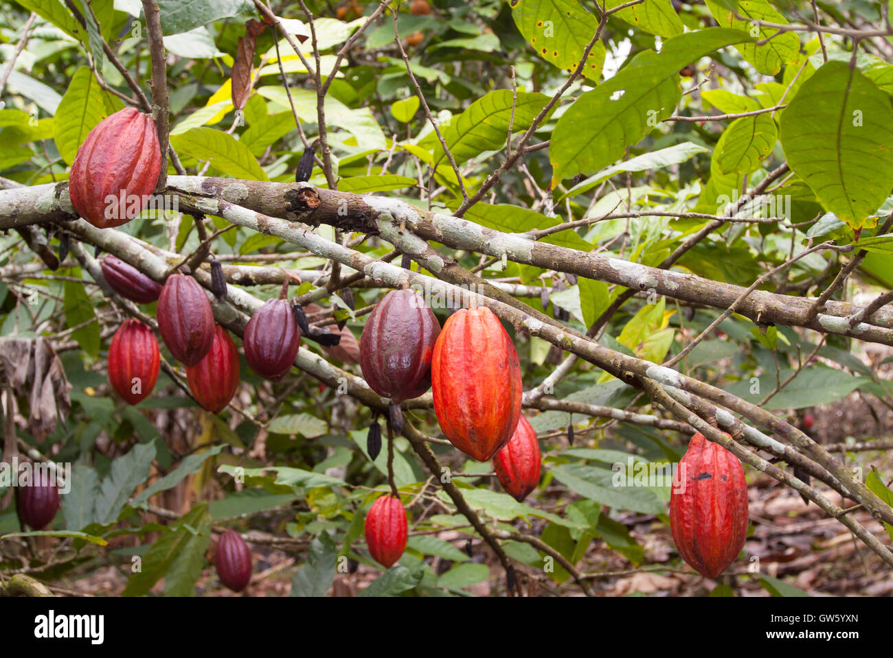 Kakao Fruchte Auf Den Baumen Wachst Im Tropischen Regenwald Sao Tome E Principe Stockfotografie Alamy