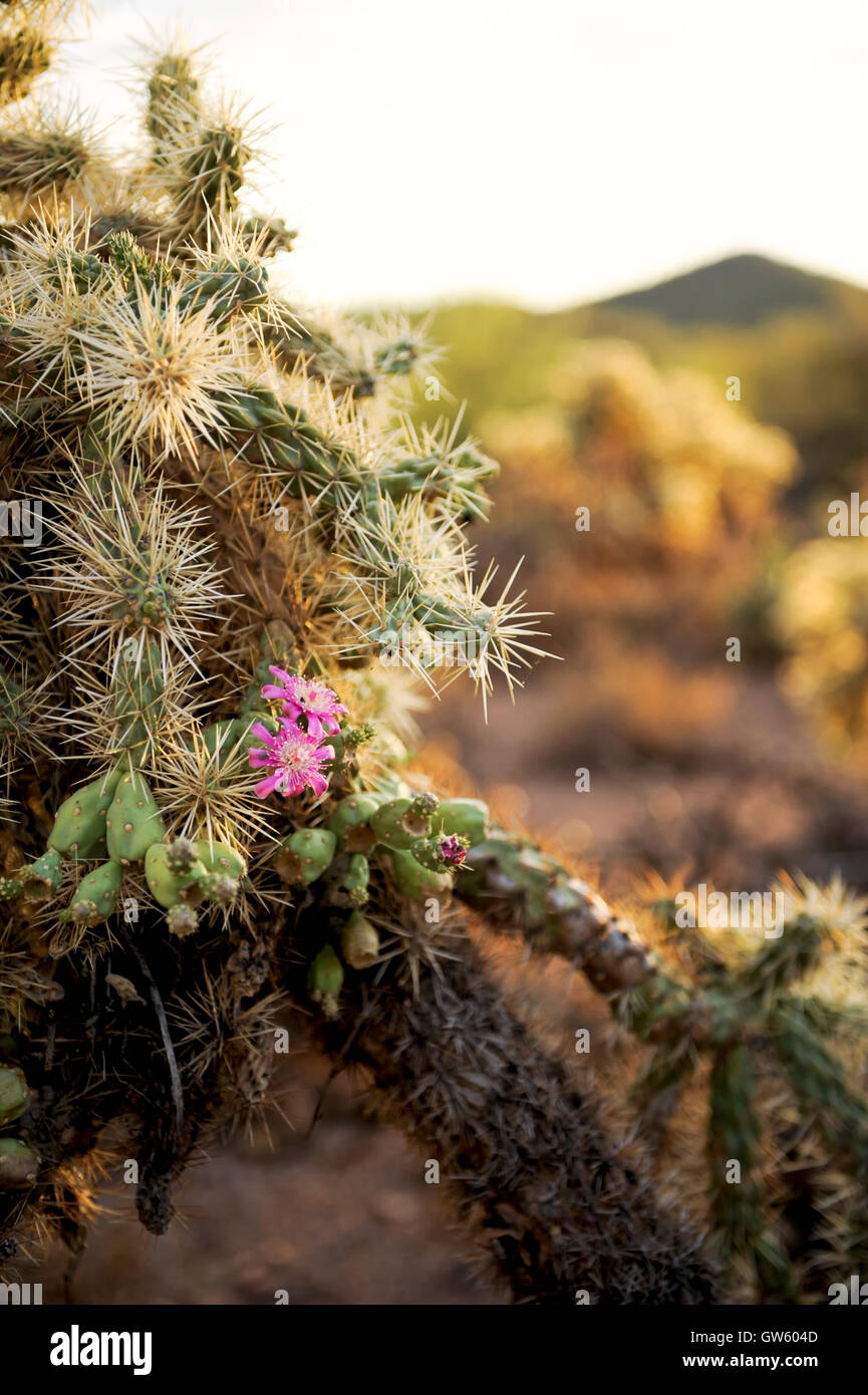 Tucson-Arizona-Kaktus Highway Stockfoto