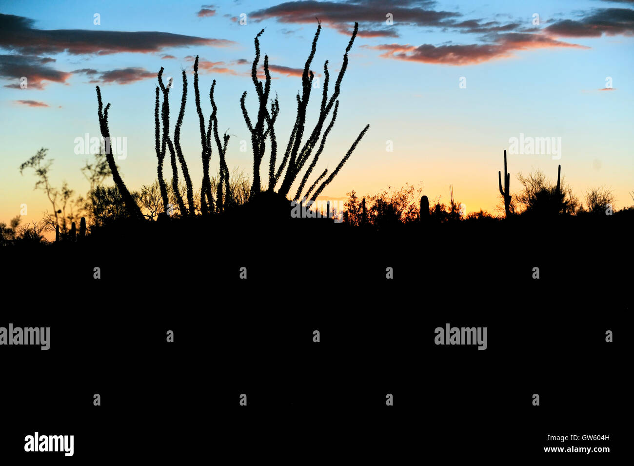 Tucson Arizona, Fouquieria Splendens oder bekannt als Ocotillo Pflanze Highway Silhouette bei Sonnenuntergang Stockfoto