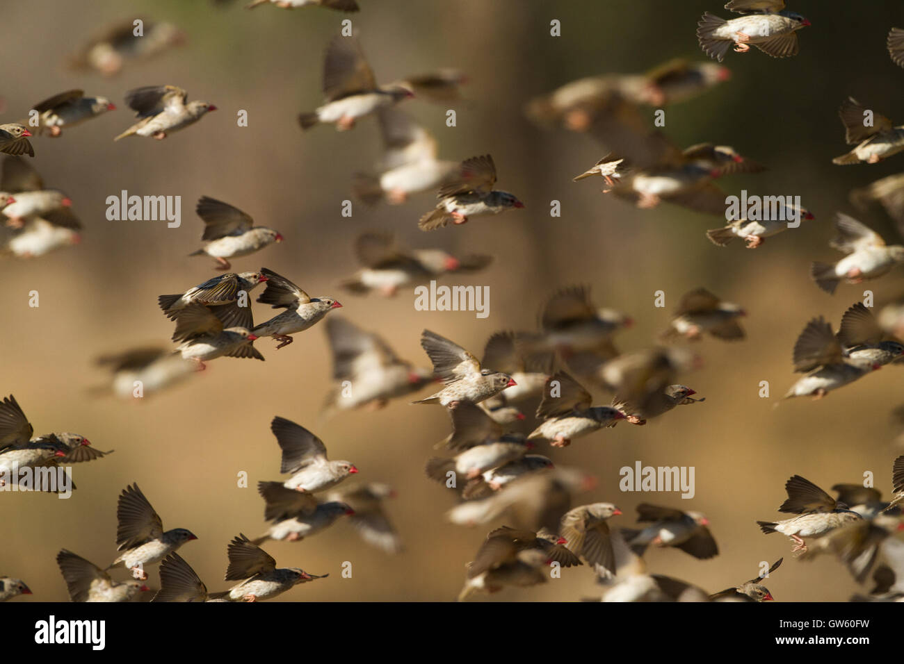 Rot-billed Webervögeln (Webervögeln Webervögeln) Herde im Flug Stockfoto