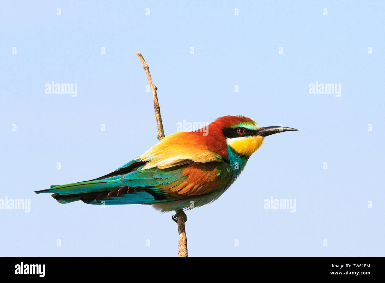 bunter Vogel auf einem Ast Stockfoto