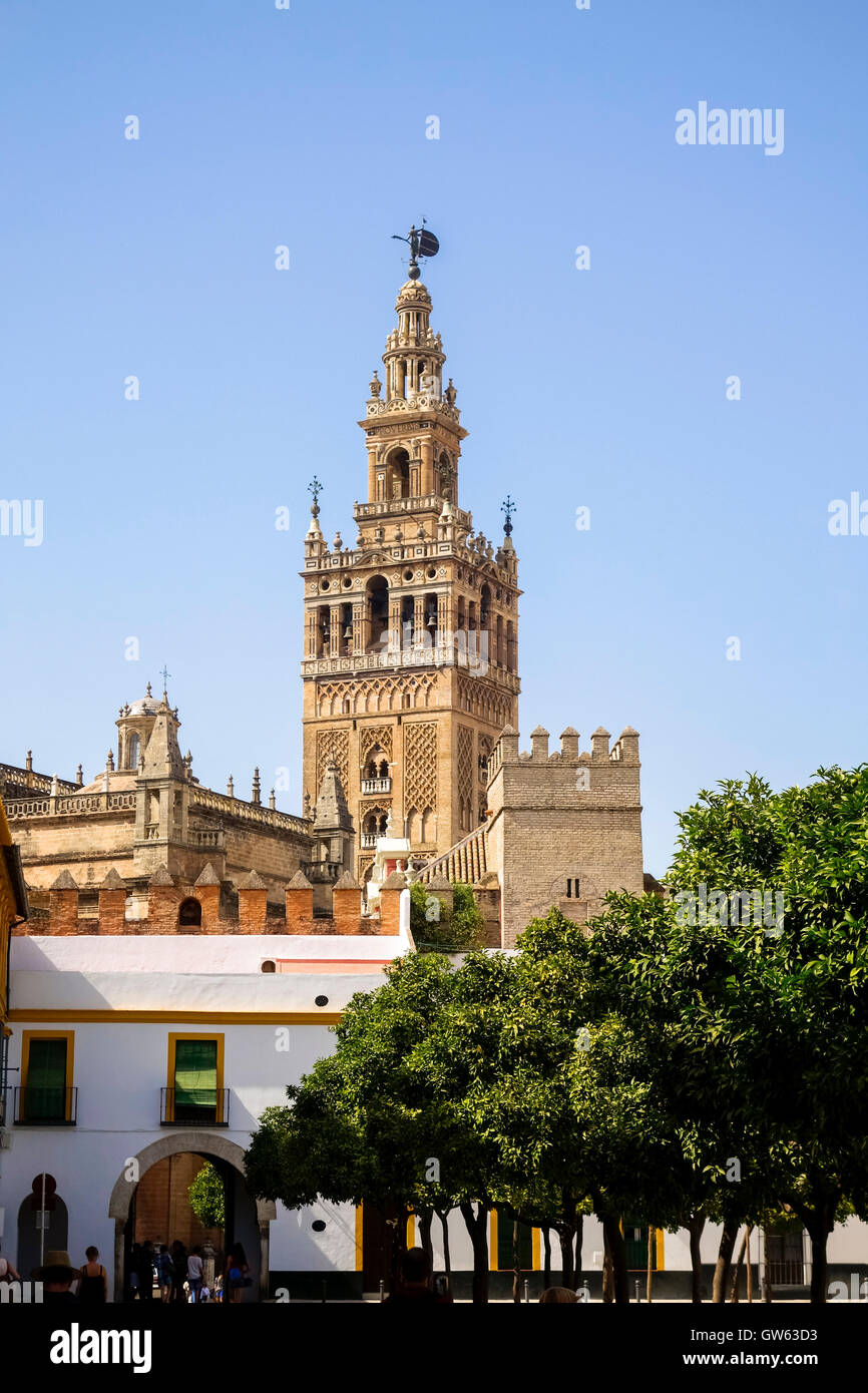 Der Glockenturm Giralda der Kathedrale von Sevilla, gesehen vom Plaza del Patio de Banderas, Andalusien, Südspanien Stockfoto