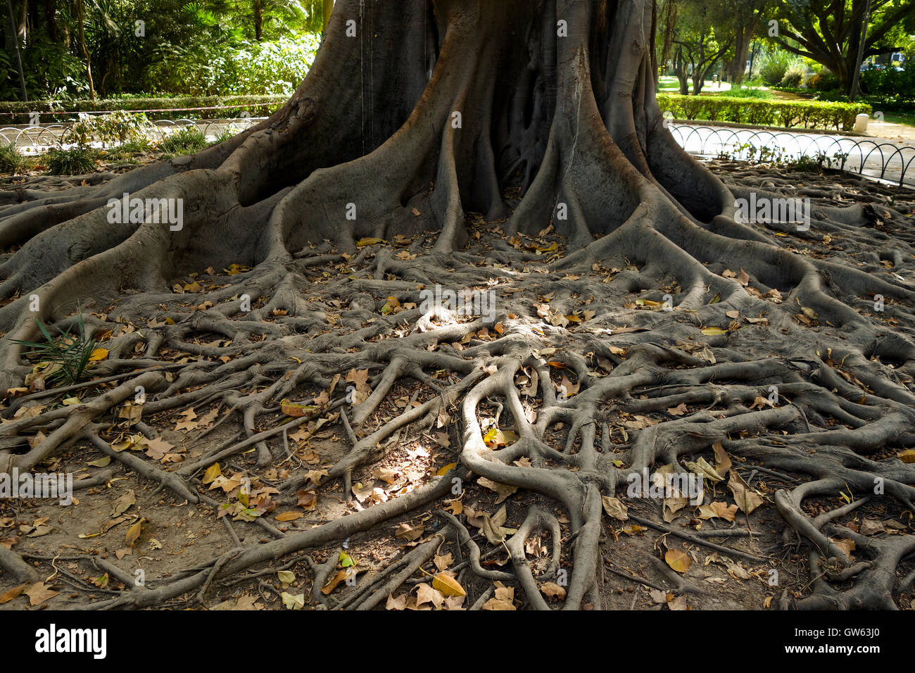 Wurzeln der Moreton Bay Fig, australische Banyan Ficus, Macrophylla, Park von Sevilla, Andalusien, Spanien. Stockfoto