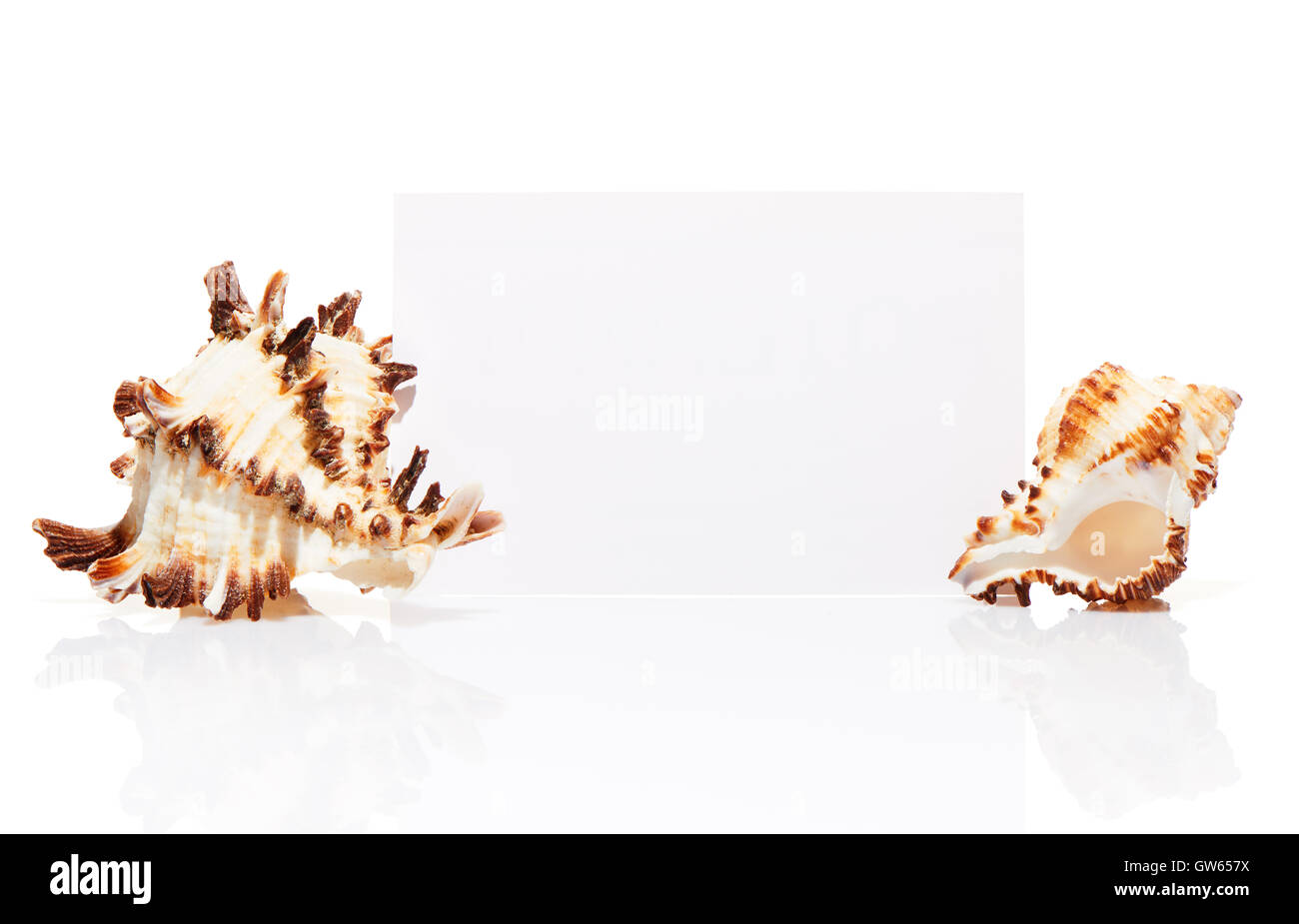 Leere weiße Visitenkarte mit zwei Muscheln isoliert auf weißem Hintergrund Stockfoto