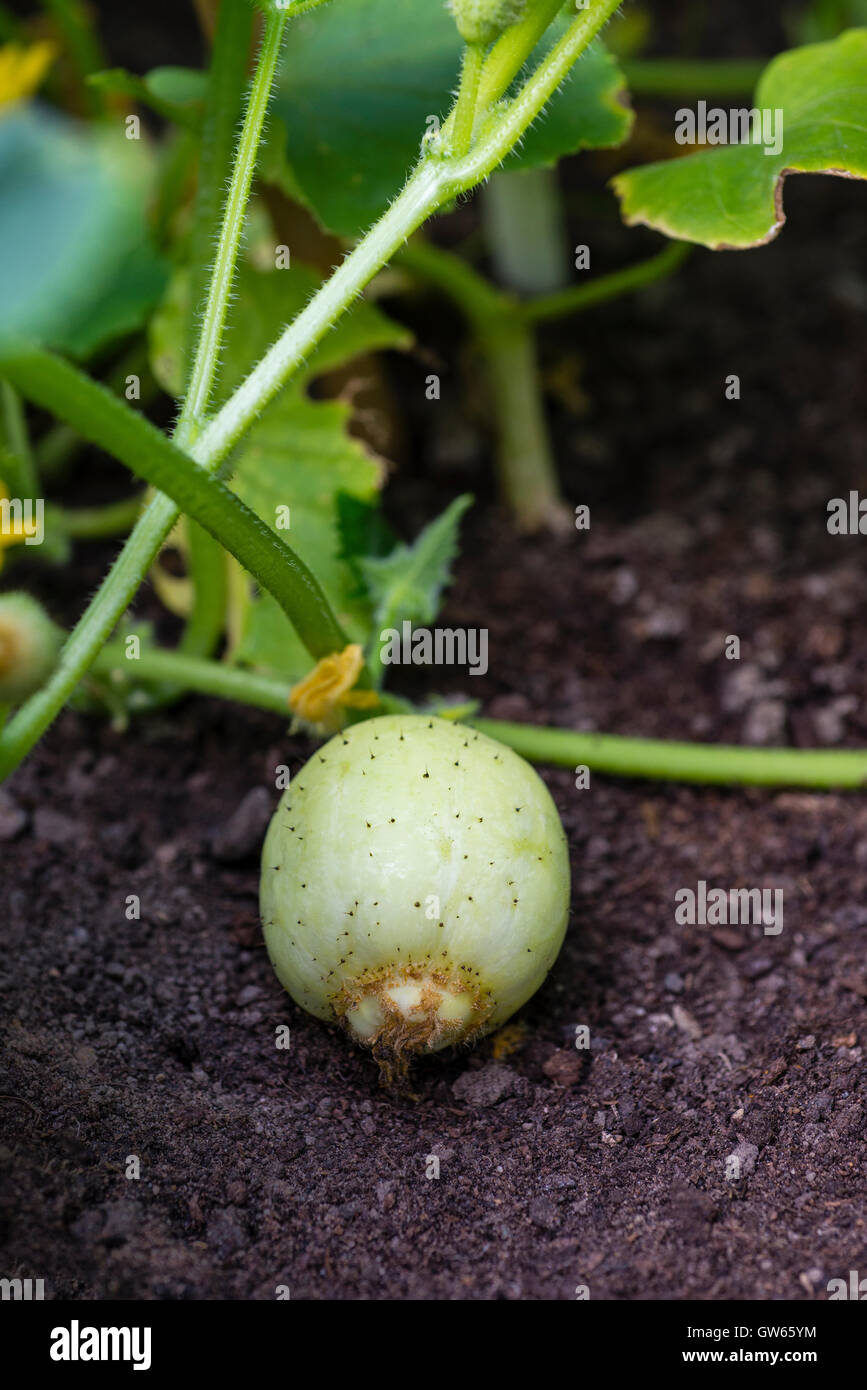 Zitrone Gurke Pflanze (Cucumis Sativus 'Zitrone') mit Obstbau. Stockfoto