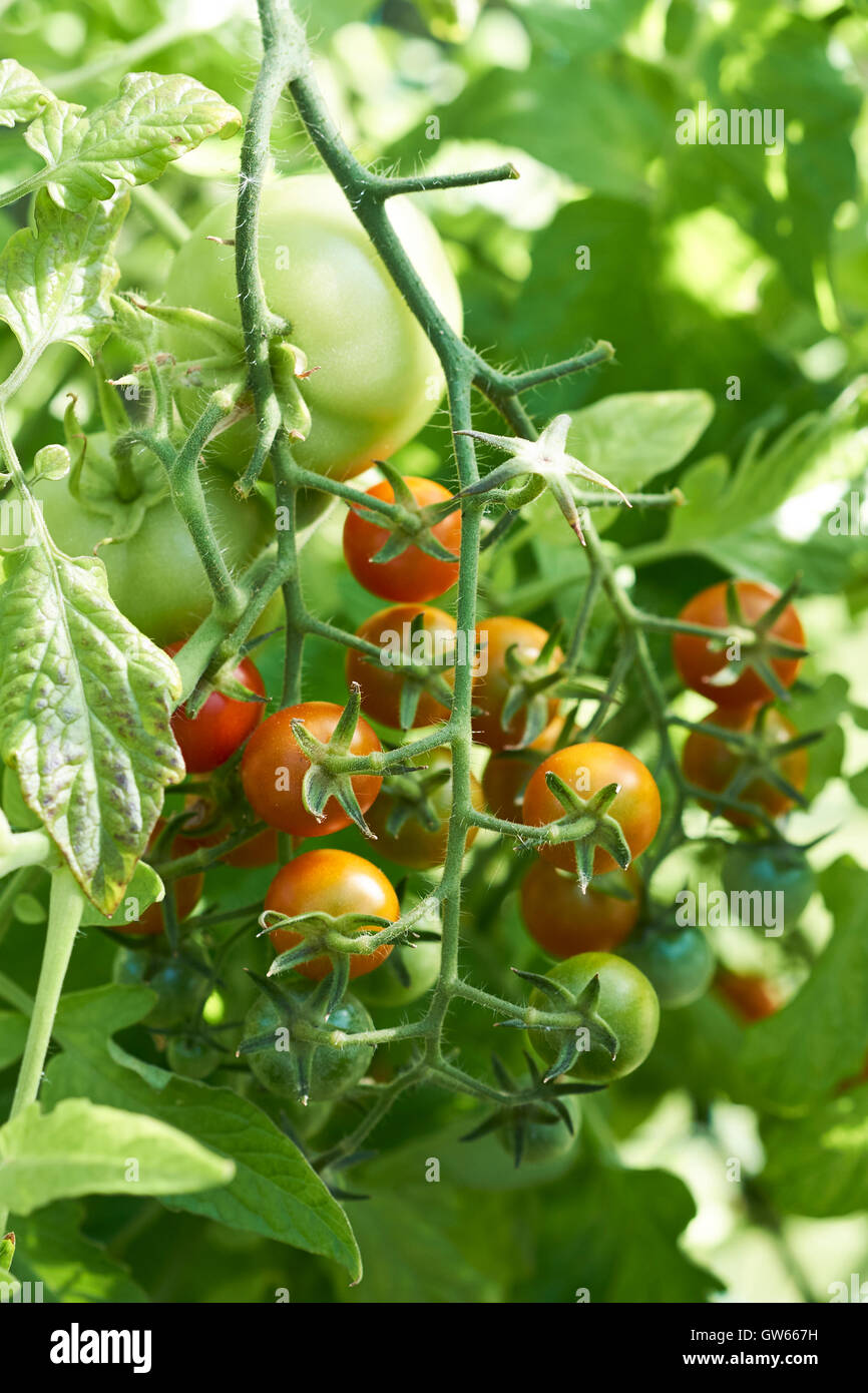 Reifung Sungold Tomaten auf Reben in einem Gewächshaus wachsen. Stockfoto