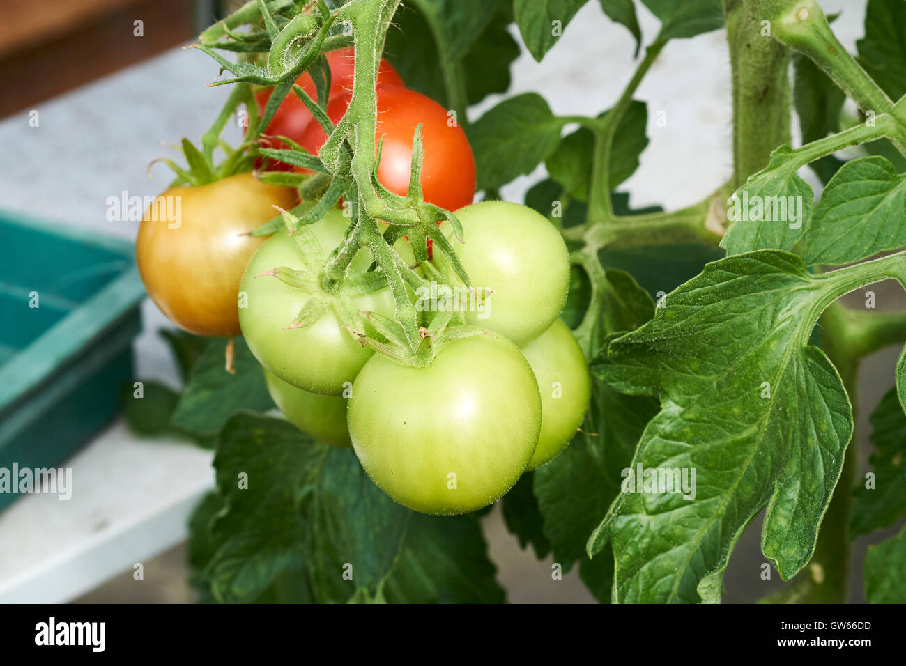 Reifende Moneymaker Tomaten auf Reben in einem Gewächshaus wachsen. Stockfoto