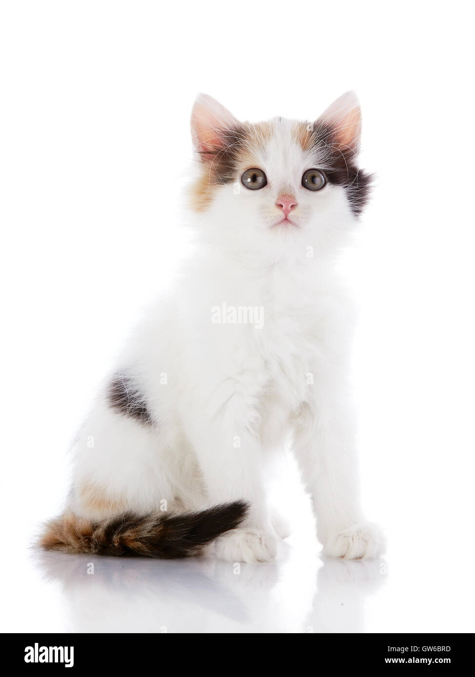 Das weiße Kätzchen mit Farbflecken sitzt Stockfoto