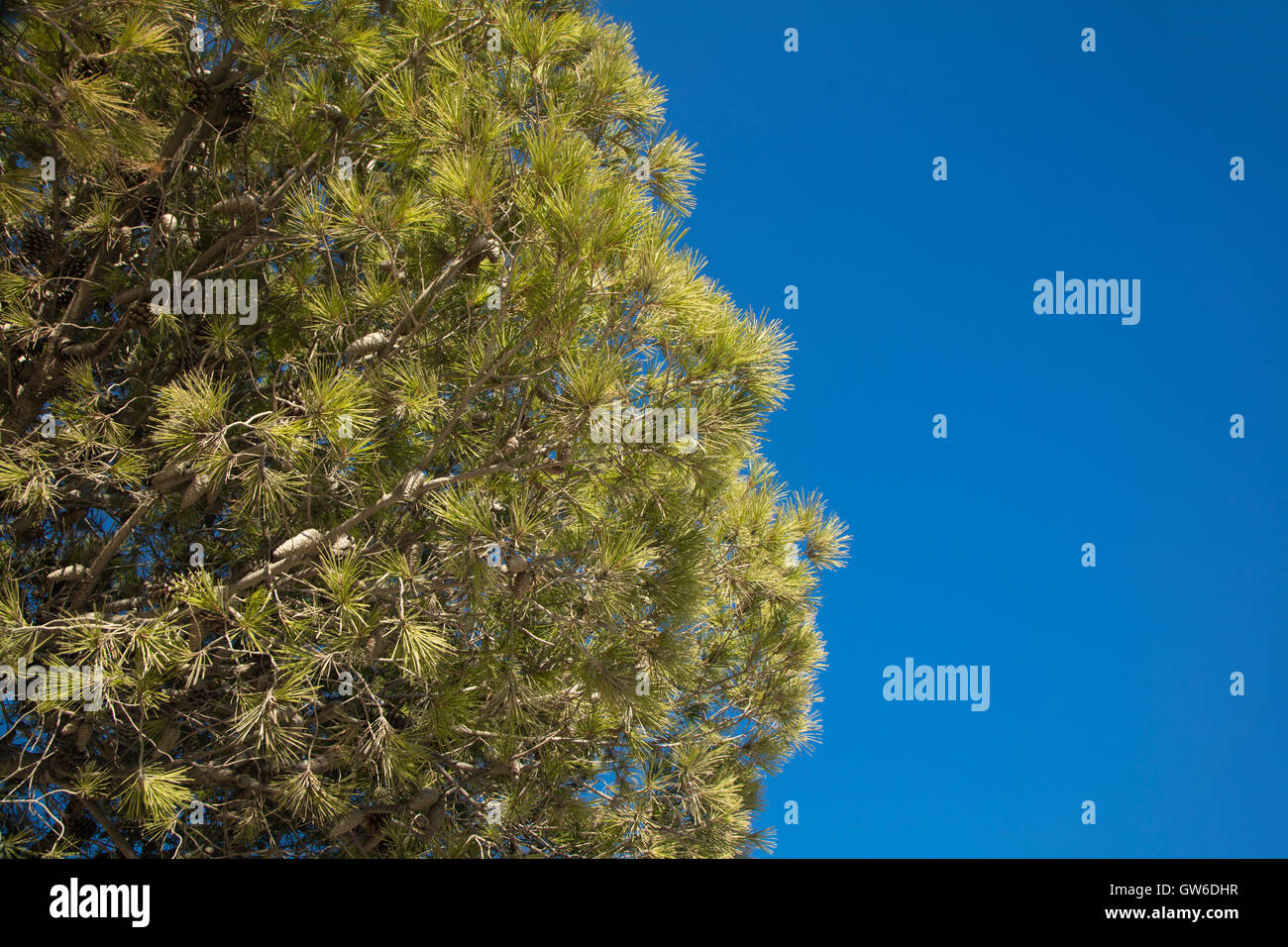 Detail der mediterranen Pinie mit blauen Himmel im Hintergrund Stockfoto