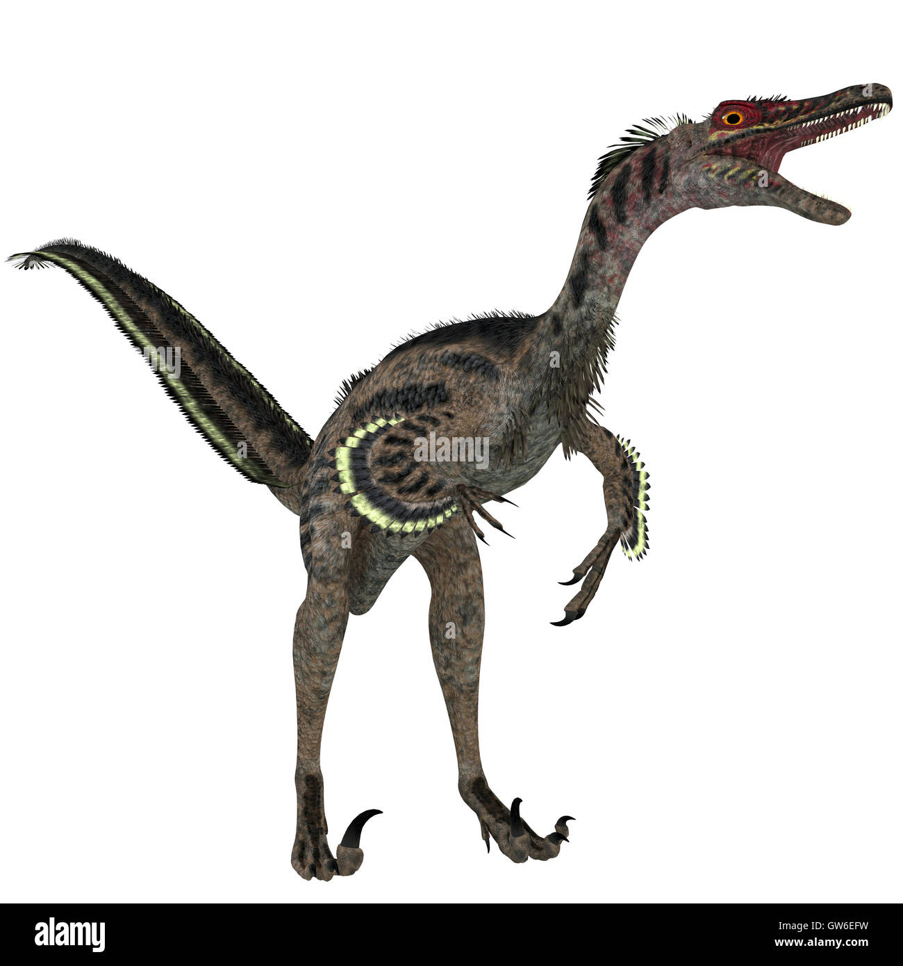 Velociraptor auf weiß Stockfoto