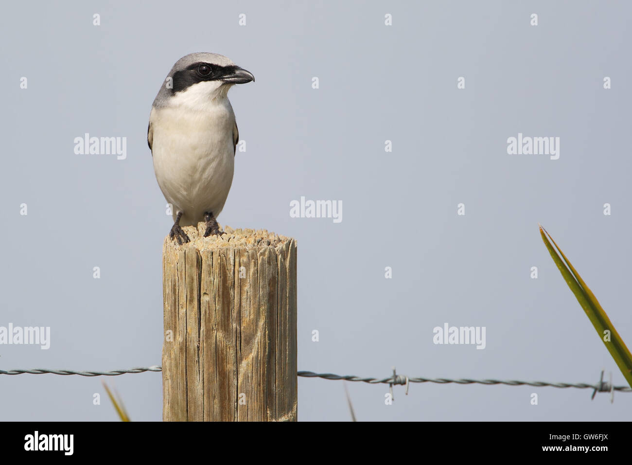 Unechte Würger (Lanius sich) auf Zaunpfahl, Kissimmee, Florida, USA Stockfoto