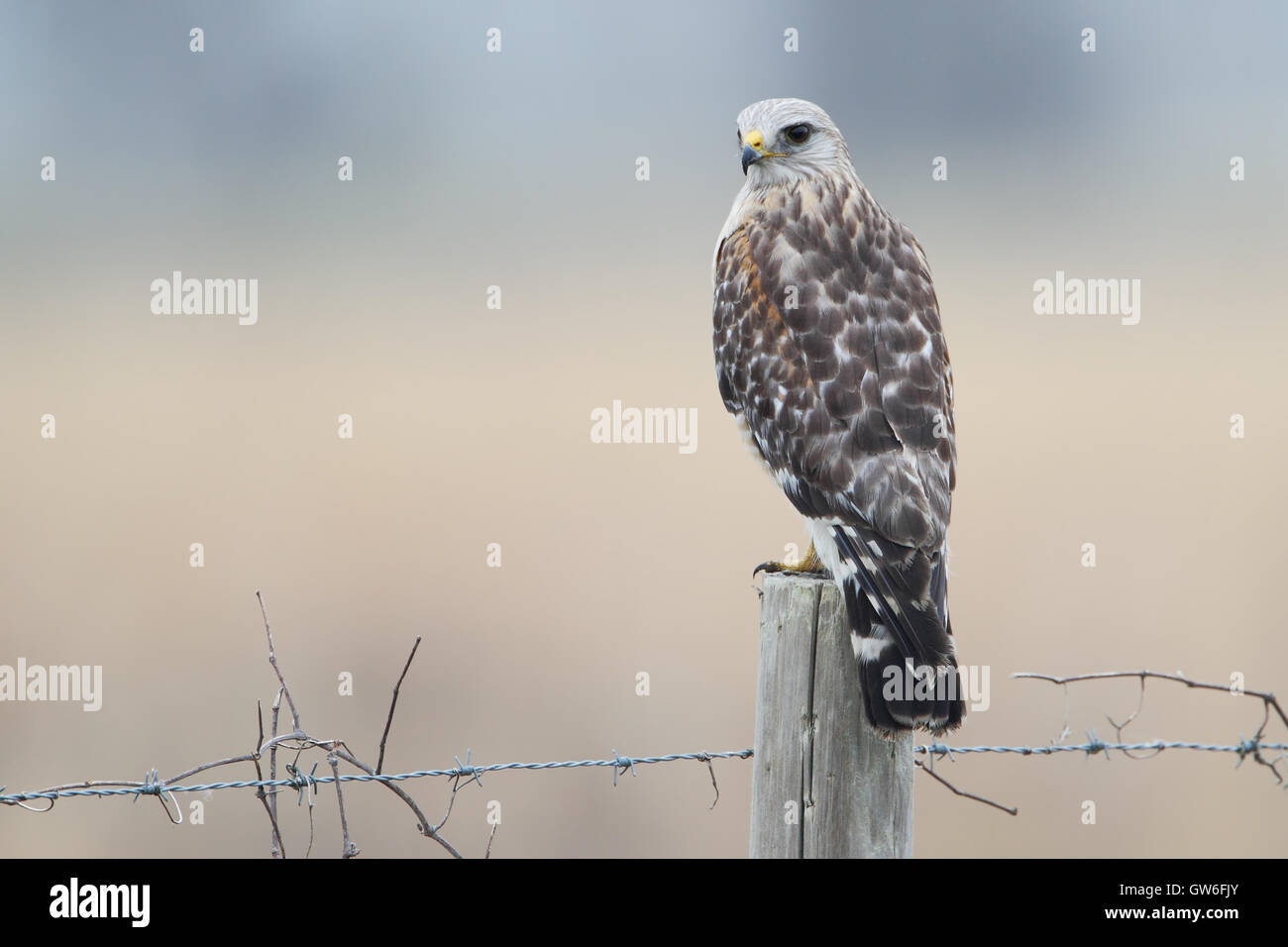 Rot-geschultert Falke (Buteo Lineatus) stehend auf Zaunpfahl, Kissimmee, Florida, USA Stockfoto