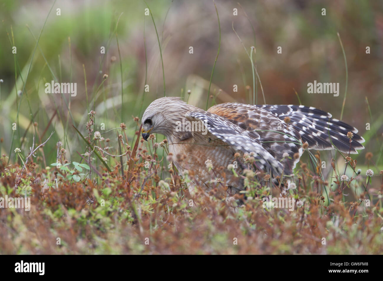 Rot-geschultert Falke (Buteo Lineatus) fangen Beute, Florida, USA Stockfoto