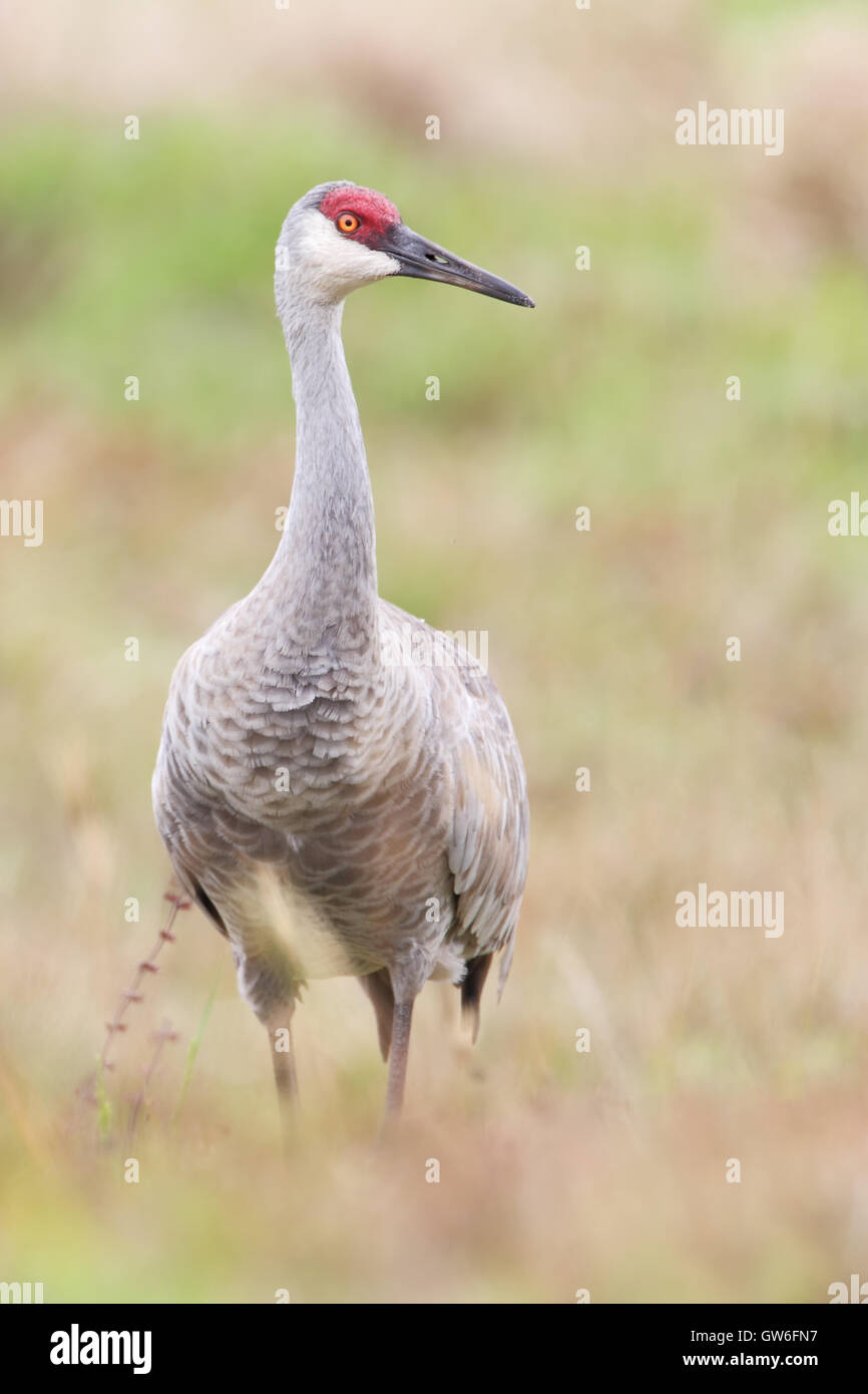 Sandhill Kran (Grus Canadensis) stehen im Grünland, Kissimmee, Florida, USA Stockfoto