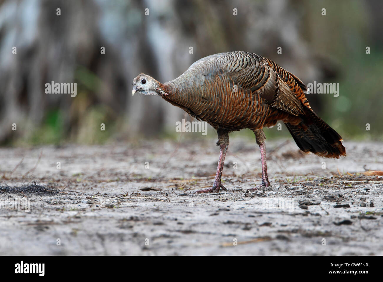 Wilder Truthahn (Meleagris Gallopavo) weibliche stehend, Kissimmee, Florida, USA Stockfoto