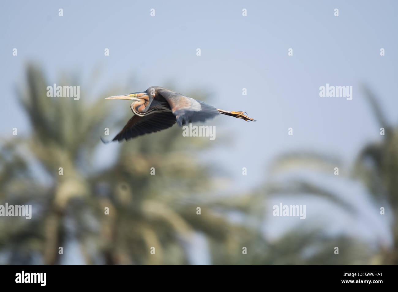 Wilde Reiher - Reiher in der Wildnis Stockfoto