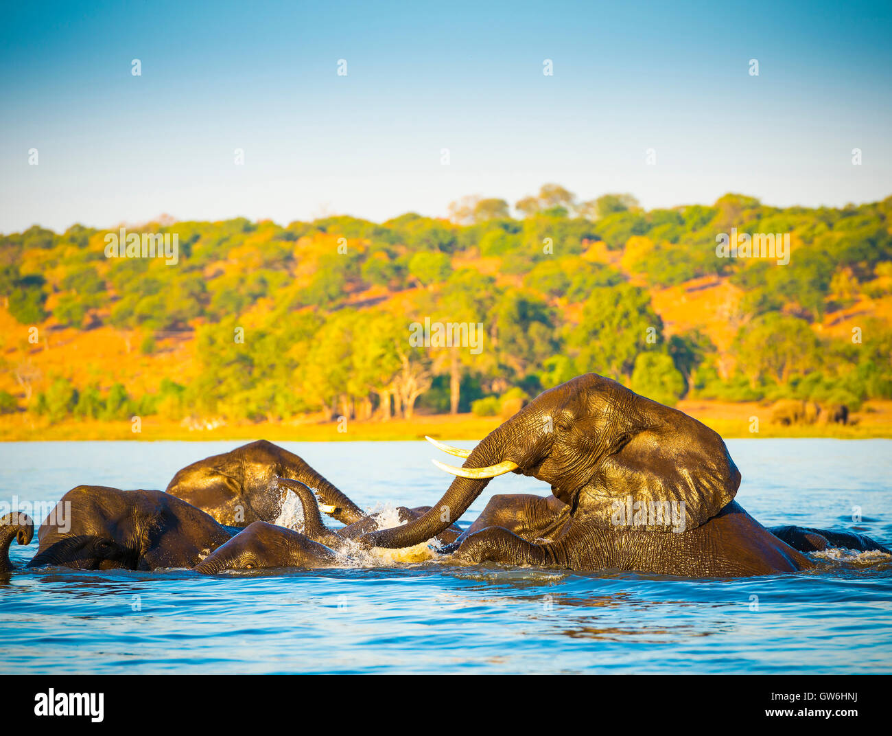 Herde von Elefanten in den Chobe River in Botswana, Afrika bei Sonnenuntergang schwimmen Stockfoto