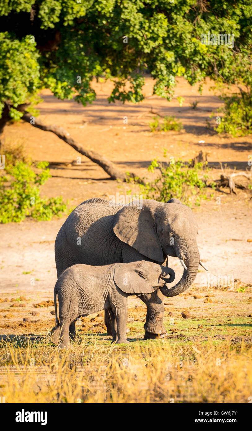 Elefant Elternteil kümmert sich um seine junge Kälbchen in Botswana Stockfoto