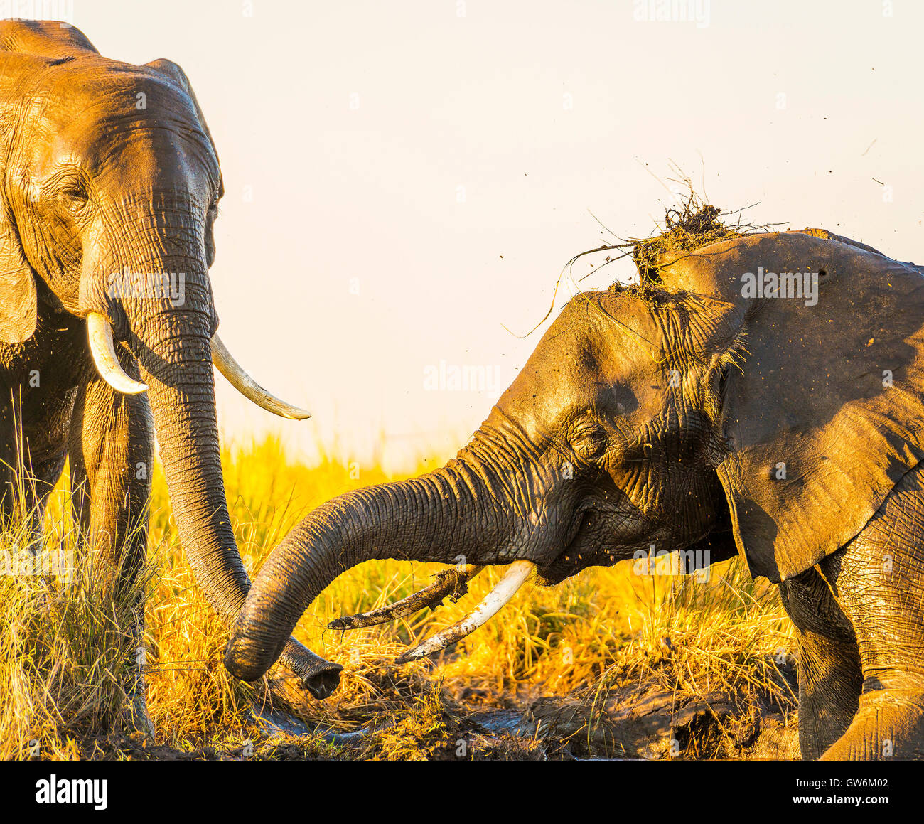 Elefanten, jung und alt spielen im Schlamm am Ufer bei Sonnenuntergang in Botswana Stockfoto