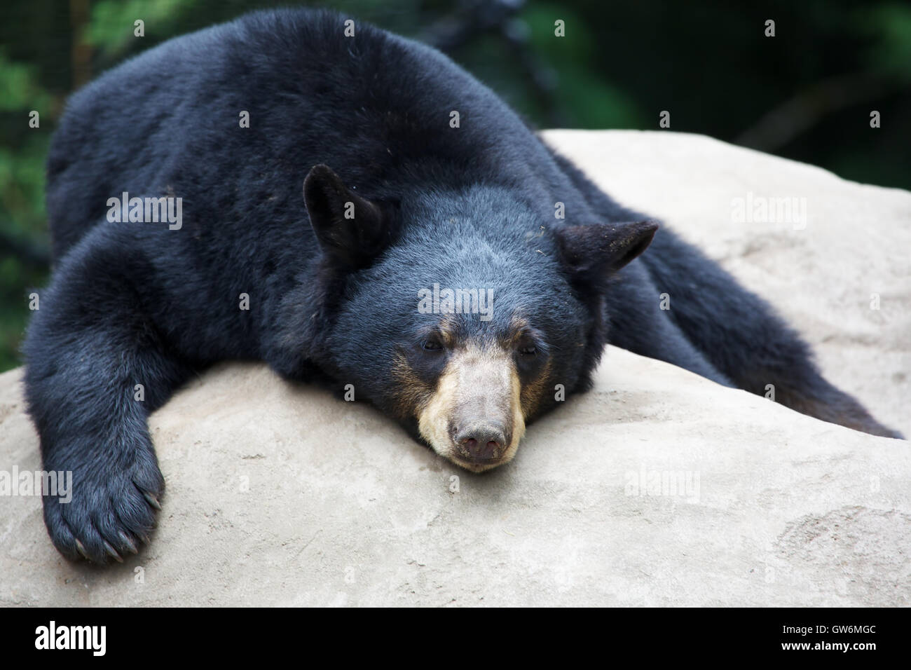 Schwarzer Bär schlafen Stockfoto