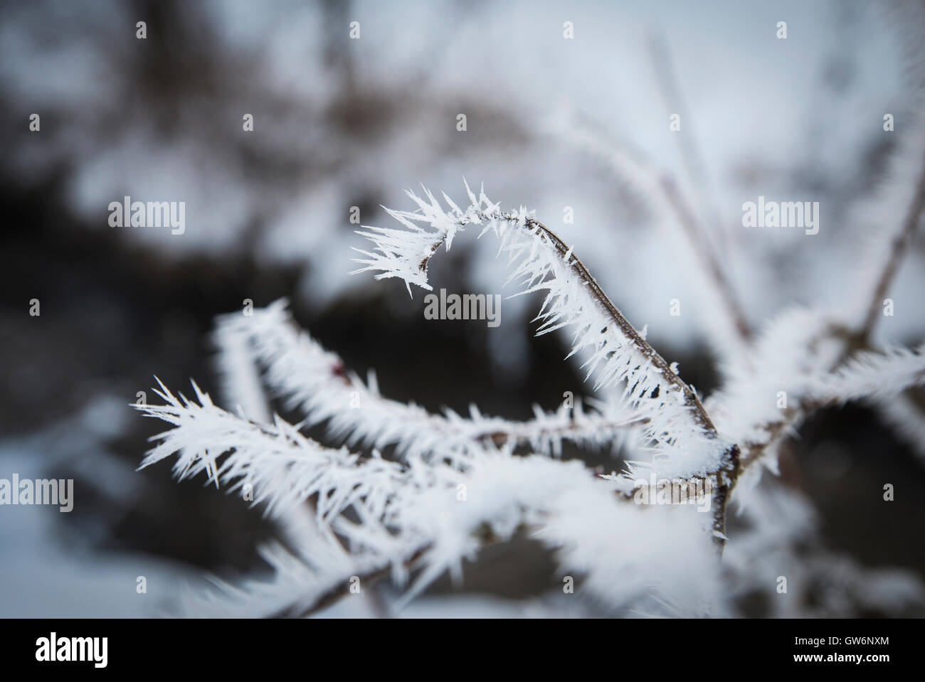 Verschneiten Tuhinj Tal, Slowenien Stockfoto