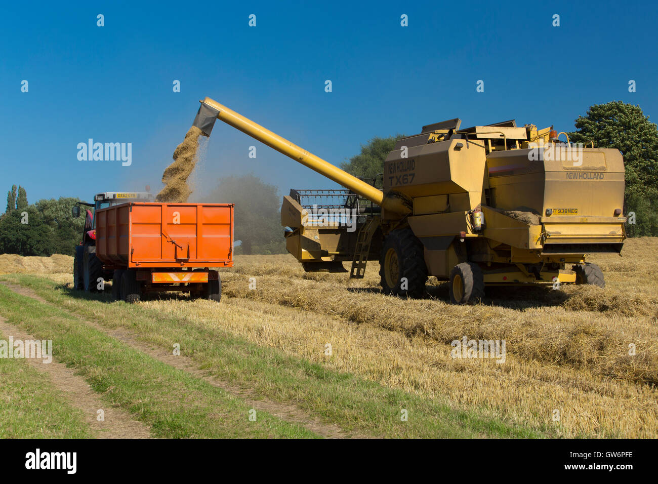 Mähdrescher Getreide in einen Anhänger UK entlädt Stockfoto