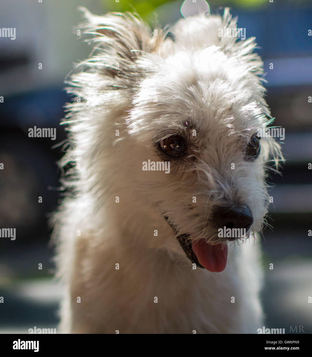 Mein Hund Shanga Stockfoto