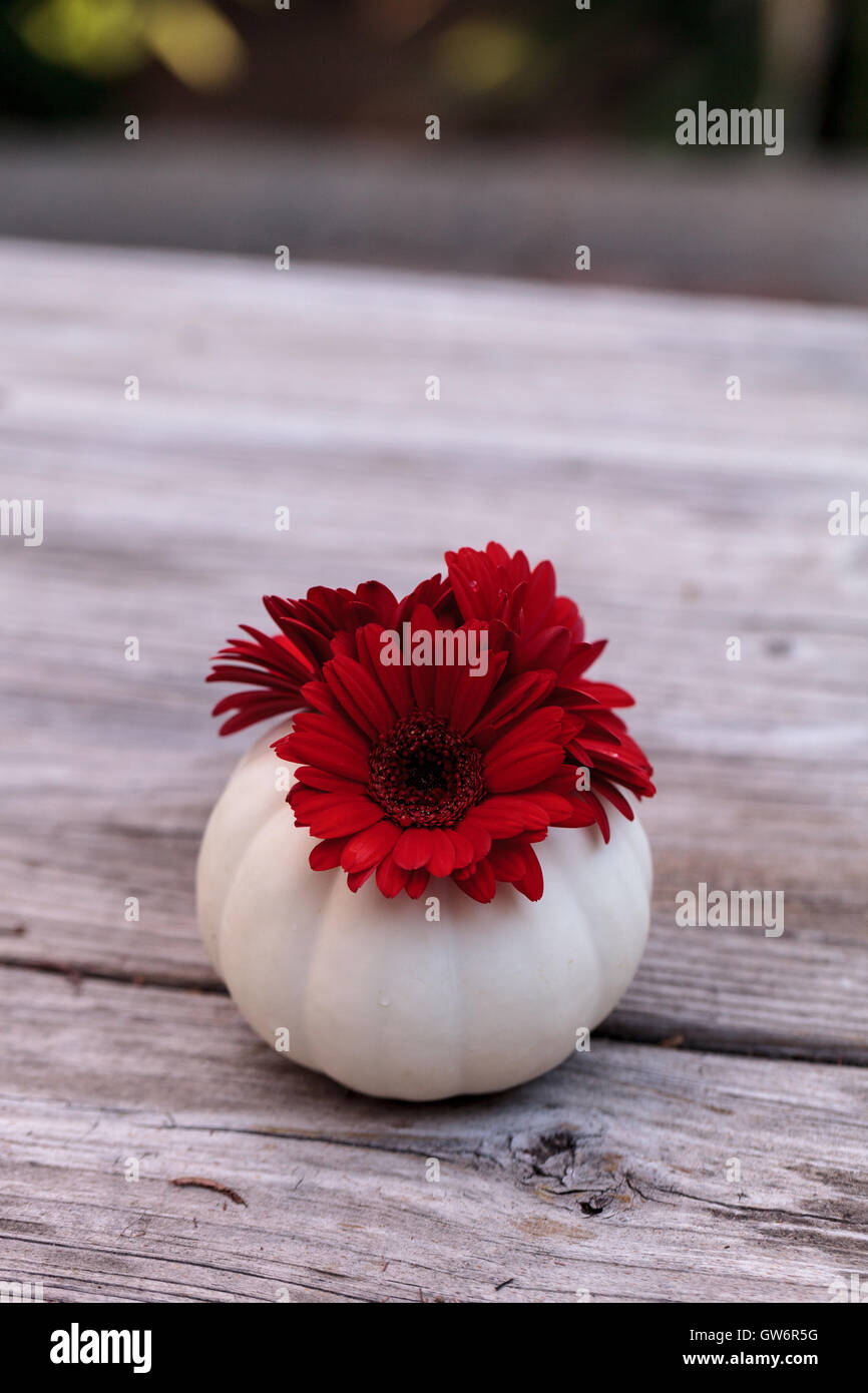 Rote Gerbera Daisy in einen geschnitzten weißen Casper Kürbis auf einem rustikalen Holztisch an den Feiertagen. Stockfoto
