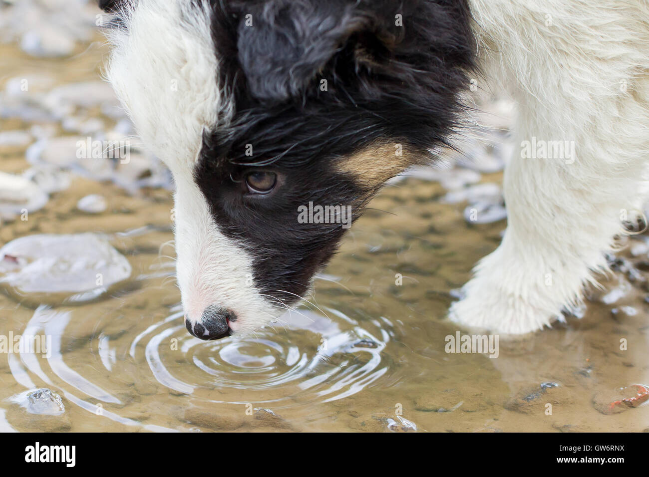 Kleinen Border-Collie Welpen auf einem Bauernhof, braune Augen, trinken aus einem pool Stockfoto