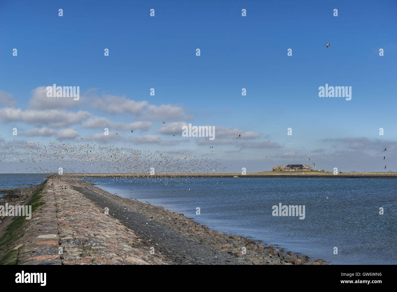 Ein Vogelschwarm, meist Oyster Catcher auf der winzigen Insel Langeness im Wattenmeer, Nordsee, Schleswig-Holstein, Deutschland Stockfoto