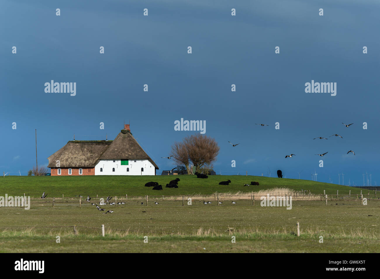 Reetgedeckten Haus auf einem Erdhügel auf der winzigen Insel Langeness im Wattenmeer, Nordsee, Schleswig-Holstein, Deutschland Stockfoto