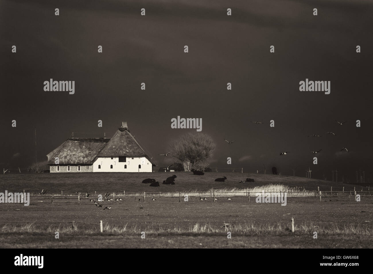 Reetgedeckten Haus auf einem Erdhügel auf der winzigen Insel Langeness im Wattenmeer, Nordsee, Schleswig-Holstein, Deutschland Stockfoto