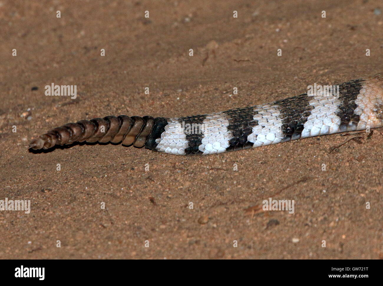 Schweif und Rasseln der Rote Diamantklapperschlange (Crotalus Ruber), native, SW Kalifornien & Baja California Stockfoto