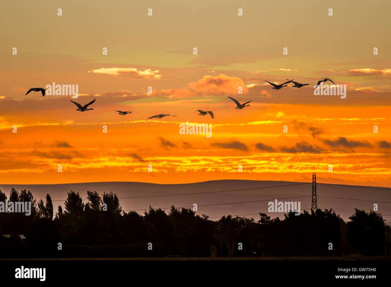 Lancashire. UK. Herden, Stränge der wandernden, Strang der Gänse in den Himmel. Im Herbst Sound von Gänsen, oder whiffing, während Fliegen auf die Ländereien von burscough wird bald eine regelmäßige morgen auftreten werden als die ersten Herden von Rosa-Gänse haben die 500 Kilometer lange Reise aus Island die folgenden Monat an WWT Martin bloße Wetland Centre zu verbringen. In den nächsten Nummern Wochen stetig Anstieg mit bis zu 100.000 Gänse erwartet. Die Gänse verbringen den Sommer in Island und wird im Herbst & Winter verbringen, weiter südlich nach Verwendung des North West als tanken. Stockfoto