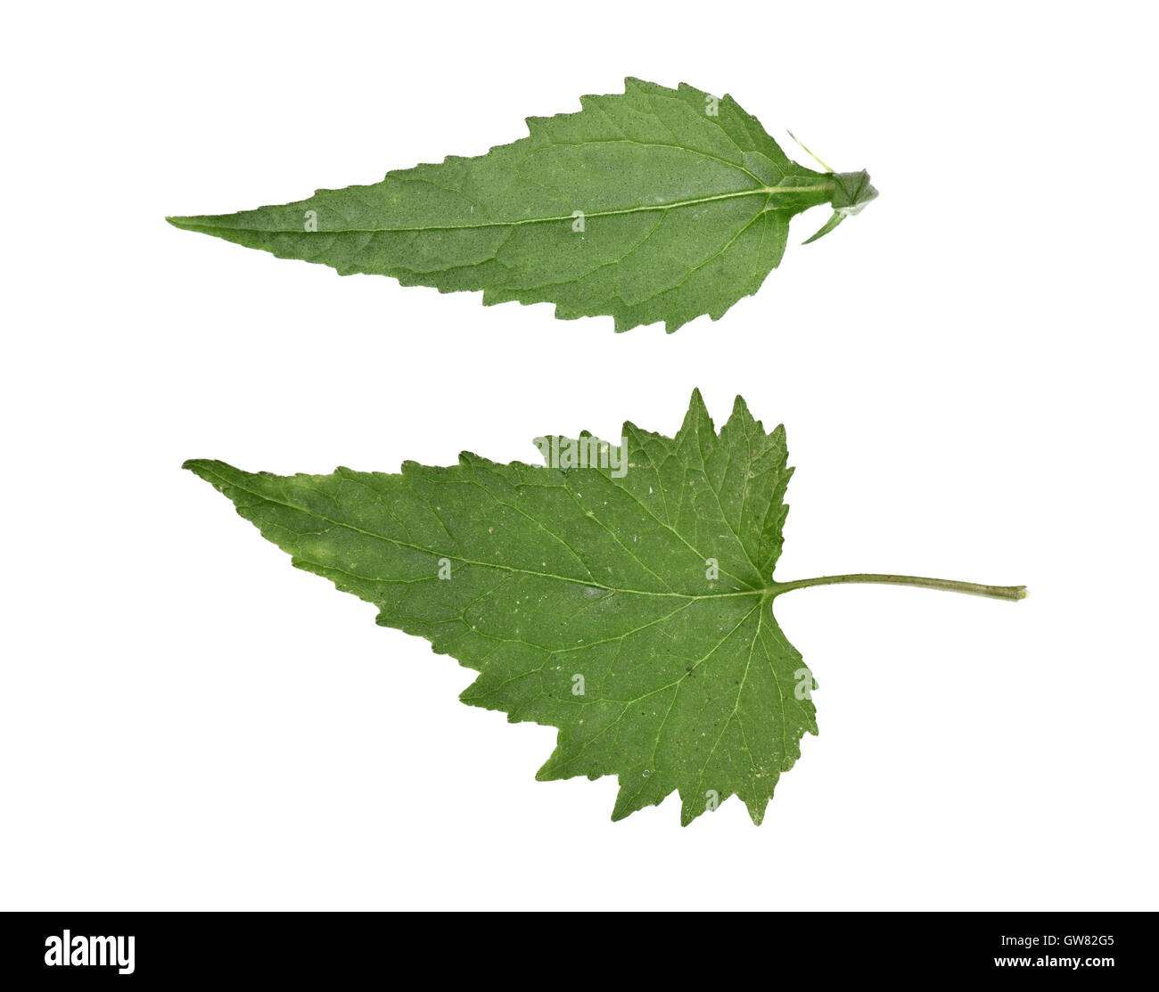 Brennnessel-blättrige Glockenblume - Campanula trachelium Stockfoto