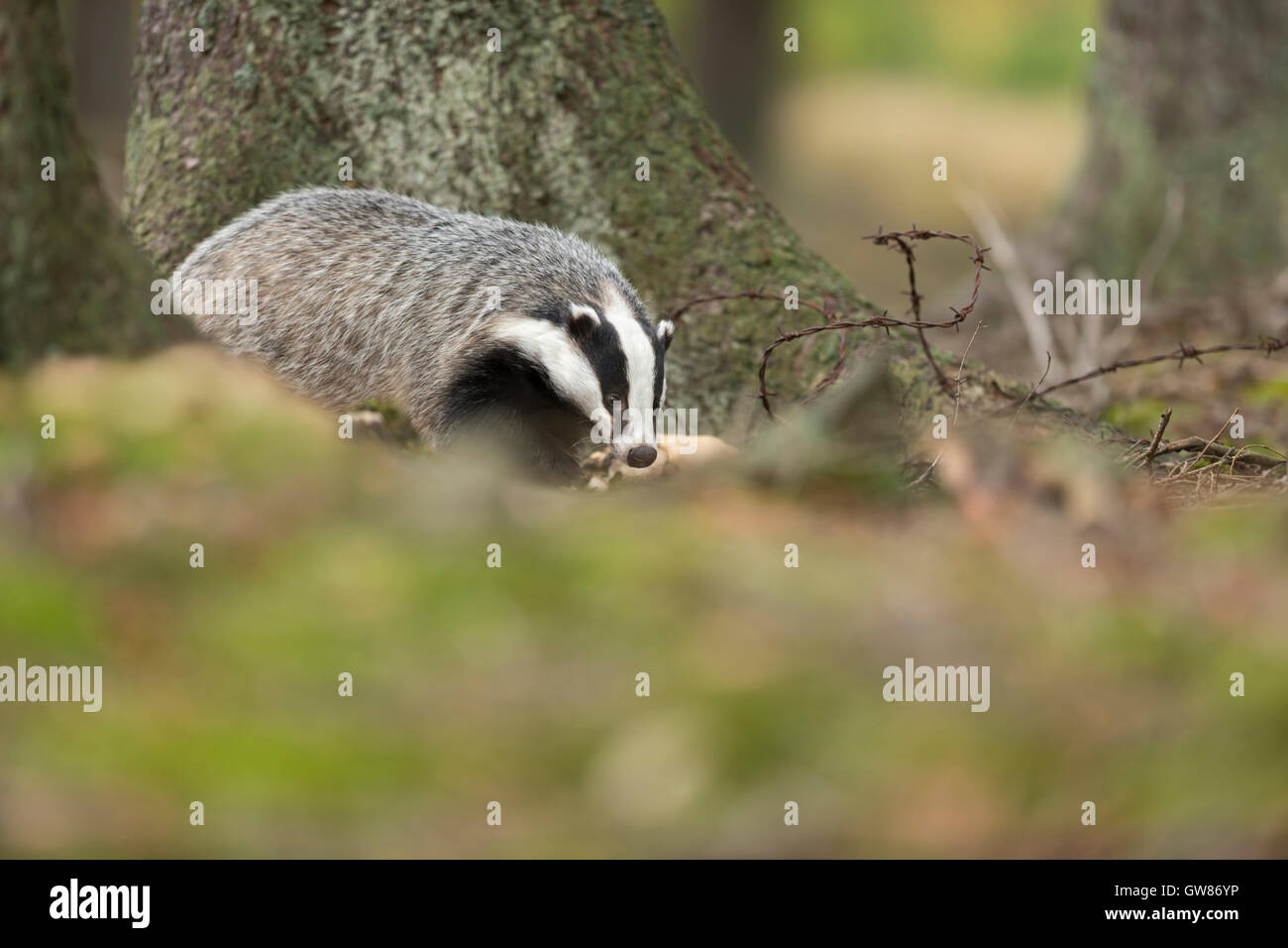 Europäische Badger / Dachs (Meles Meles), erwachsenes Tier, Spaziergänge durch den Wald, vorbei an gefährlichen rostigen Barbwire, Abfälle Problem Stockfoto