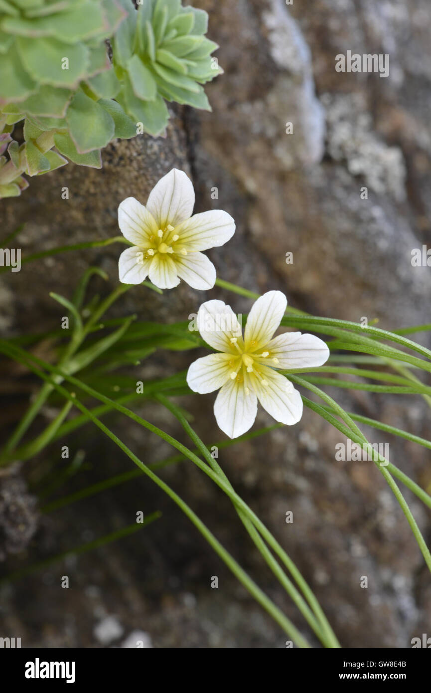 Snowdon Lilie - Gagea serotina Stockfoto